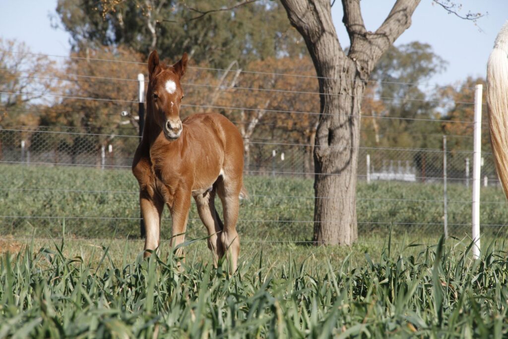 Kooringal Stud