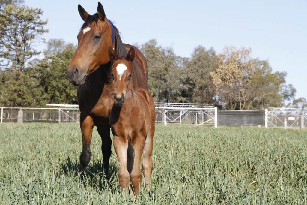 Kooringal Stud