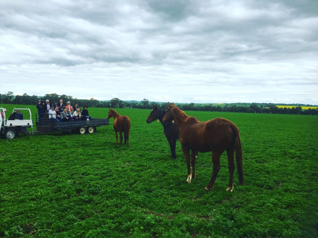 Kooringal Stud