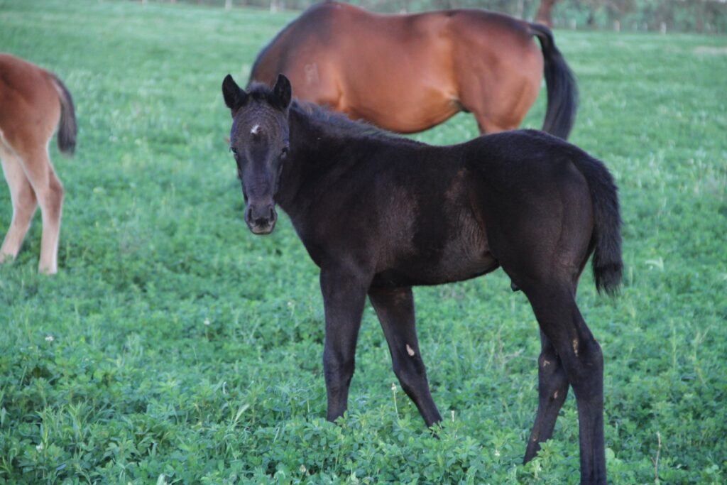 Kooringal Stud