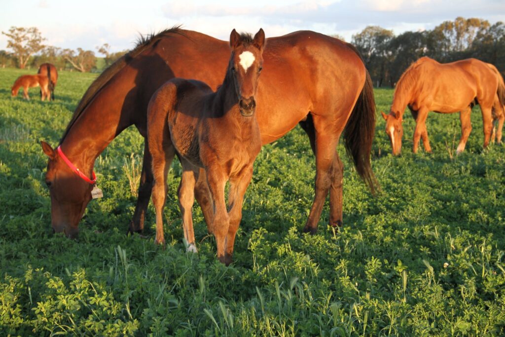 Kooringal Stud