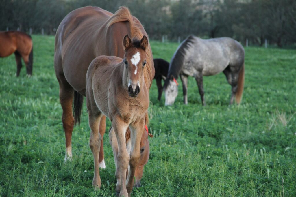 Kooringal Stud