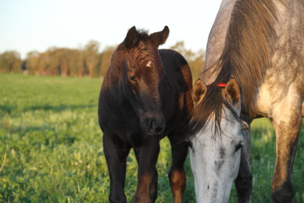 Kooringal Stud