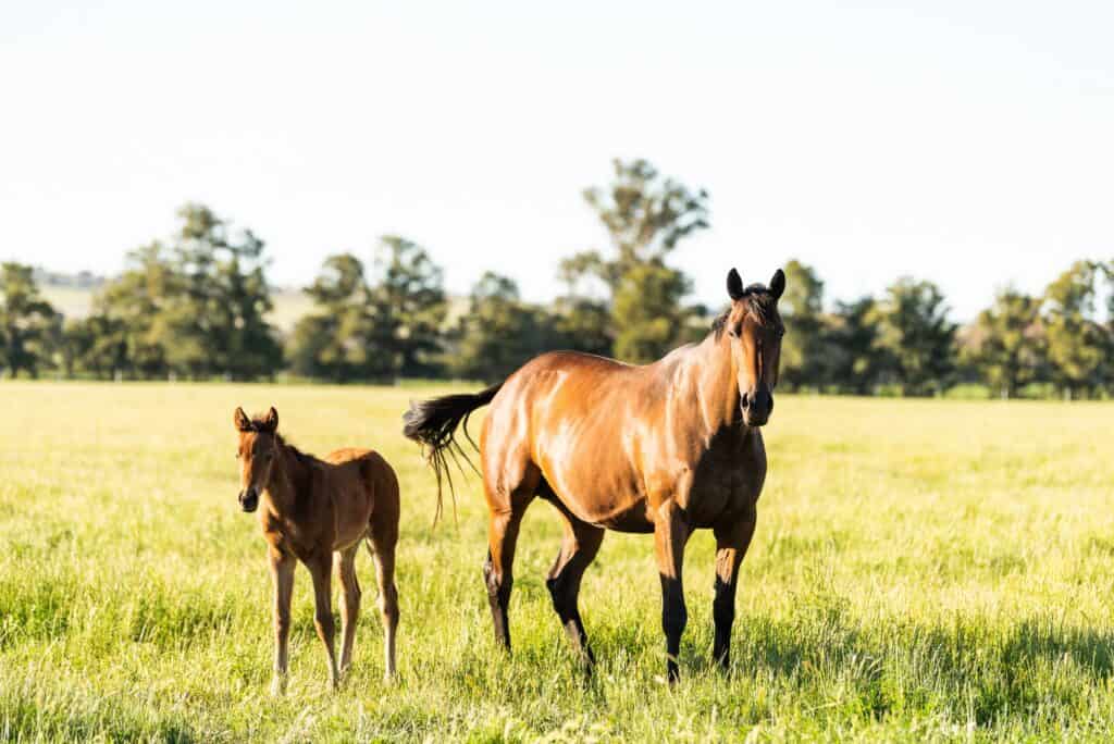 A mare and foal standing in a tree-lined paddock