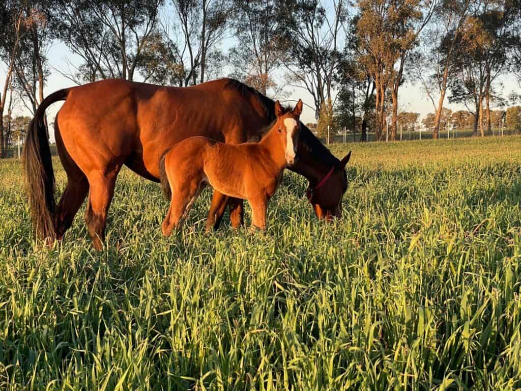 A chestnut mare grazing beside her newborn foal