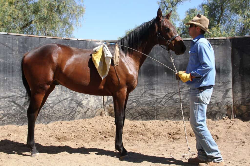 A yearling being handled in the sand yard during sale preparation