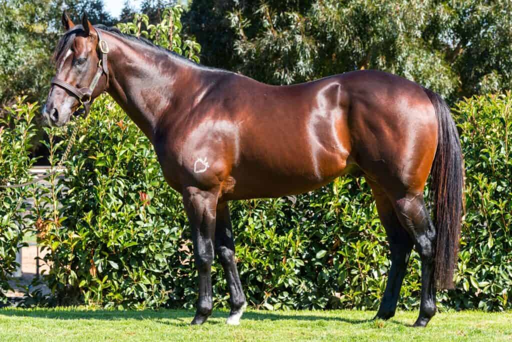 The stallion Sandbar standing in profile against a hedge
