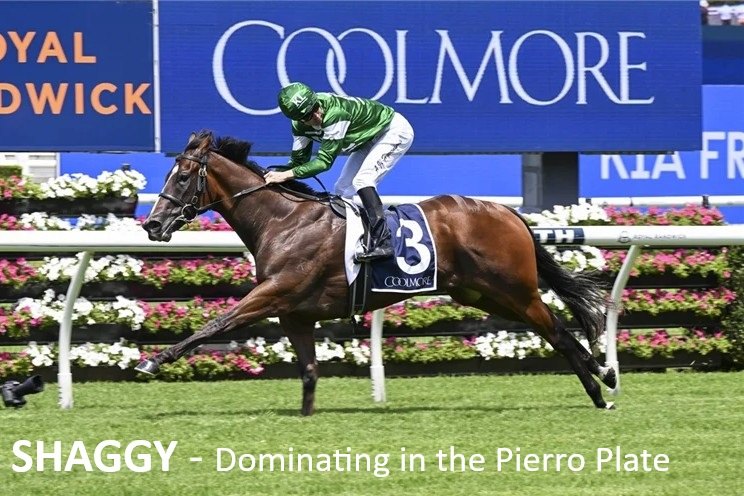 Shaggy dominating in the Pierro Plate