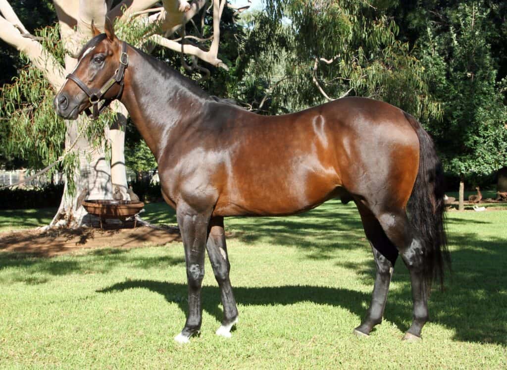 The stallion The Brothers War standing in profile under a gum tree